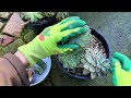Propagating Succulents Damaged by Possums - TCS031