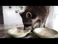 Raccoon taste test! Vegan vs Non-Vegan food