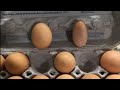 Fat egg, skinny egg | Ep. 1167