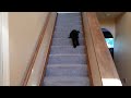 Life with Auggie - The Stair Master