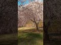 Newark NJ cherry blossom festival 2023