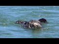 Mom shows off incredibly cute baby Sea Otter