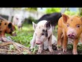 BABY ANIMALS 4K HDR | with Cinematic Sound (Colorful Animal Life)