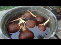 Meliarkan bahan bonsai kelapa