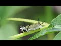 Banded Tussock Moth Caterpillar