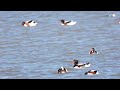 Bütykös ásólúdak 1# 2023 05 01 Tadorna tadorna  common shelduck