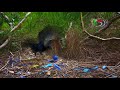 Satin Bowerbird courtship behavior (4K)