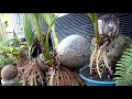 CARA BUAT BONSAI KELAPA BATOK DI ATAS