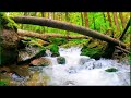Bubbling River Purifying Mind & Body Chirping Little Birds ✦ Forest Sounds ✦ Relaxing
