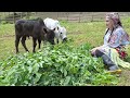 Making cheese and preparing fresh leaves for the calves