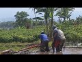 Traktor Sawah Pindah Lahan Curam, Sampai Hampir Jatuh