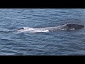 Gray Whale at Davis Bay