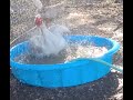 Male Muscovy Dominates Kiddie Pool