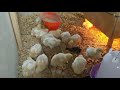 Chicks, Day 14