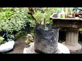 Membuat bonsai mame hoki selama 14 bulan