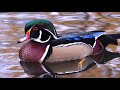 Ducks Animals Collection 8K TV HDR 60FPS ULTRA HD
