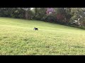 buster frisbee catch
