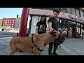 Cash 2.0 Great Dane in Chinatown downtown Los Angeles 11
