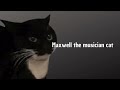 Maxwell the musician cat - ? / Sashannel