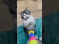 Funny Animals 🤣 Funniest Cat and Dog Videos 😹🐶 #56