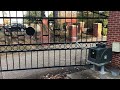 Maximum Controls Megatron 22 on 20ft Wrought Iron Gate