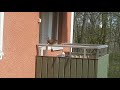 Squirrel stuck on Neighbors balcony