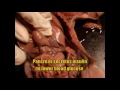 Fetal Pig Dissection Part 2- Endocrine System