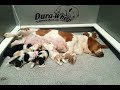 Gracie/ Leo European Basset Hound pups at 2 weeks