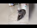 Guilty Dog and cat is so funny😿🐶Try Not to Laugh😹🐕2024