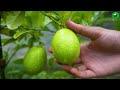 🌿Several ideas for propagating lemon trees, Best method of propagate lemon trees using some material