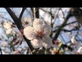 『 MIND ZERO Sakura blossom 』/ 「 虹色の薔薇のワルツ 」吉松 隆 作曲 wo ピアノ で弾きました