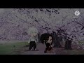 There Once Was a Girl, Who Went For a Walk... || Meme || ft. Momo Yaoyorozu || Late...? || GC