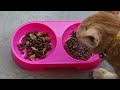 DIY Homemade Cat Treats | Dehydrated Chicken Jerky for Cats | Healthy Cat Food Recipe