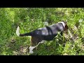 Lola the basset hound hikes raptor trail