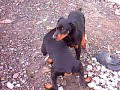 My Doberman Nero shredding my car wash sponge.