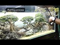 EPIC SUNSET ON AQUASCAPE | SAVANA BONSAI BY NICKZ AQUASCAPE