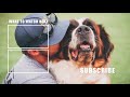 How to stop Dog Anxiety Fast -Dog anxiety training|Fearful dog training tips!