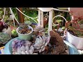 TOP 10 SUCCULENTS THAT I WILL BUY AGAIN | VLOG #238 -Growing Succulents with LizK