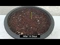 How to Grow Date Palm Tree From Seed 100% success