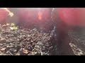 Hawaii Volcano Lava Tube Exploration H-Bees #3 - Full - 2022