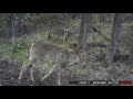 7 Months of one Trail Camera (Cougar Camera)