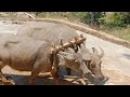 UNIK‼️Membajak Sawah Tradisional dengan Kerbau