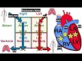 Anatomy of the Heart: Structures and Blood Flow [Cardiology Made Easy]
