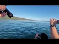 whales bubble feeding almost hit boat!