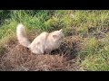 A Bot fly Larvae Inside From Cat's and different Animals