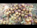 Fresh Toddy Palm (Nungu) Fruits cutting from Tree | Taadi Munjulu Summer Special Jelly