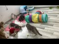 The most dramatic cat in the world. Funny animals 2024