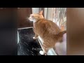 😸 Try Not To Laugh Dogs And Cats ❤️😂 Funniest Catss 2024 🤣