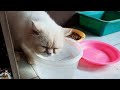 KUCING DIJAMIN GENDUT!! | resep makanan kucing, kucing auto gemuk #kucinglucu #kucinggemuk #kucing