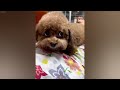 Funny Dogs And Cats Videos😹🐶Best Funniest Animal Videos 2024